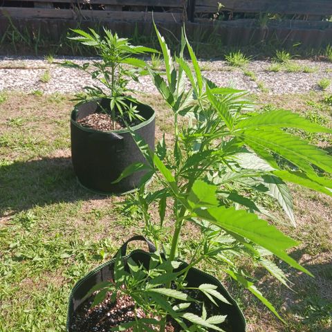 Banana Kush Cake #Automatic growlog timeline photo