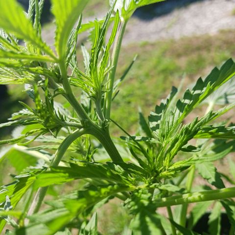 Banana Kush Cake #Automatic growlog timeline photo