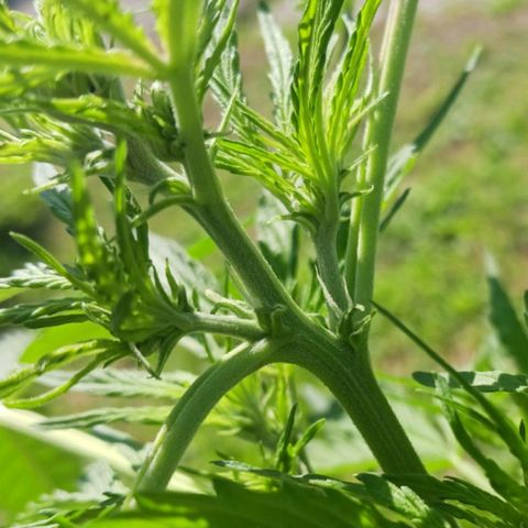 Banana Kush Cake #Automatic growlog timeline photo