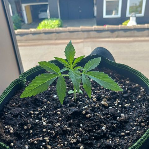Chocolate Mint O.G.  #SpiderFarm          #Auto  growlog timeline photo