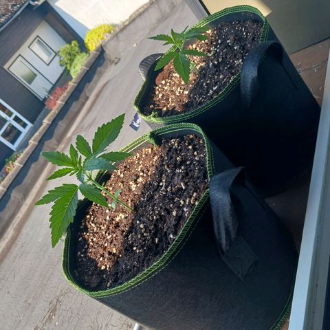 Chocolate Mint O.G.  #SpiderFarm          #Auto  growlog timeline photo