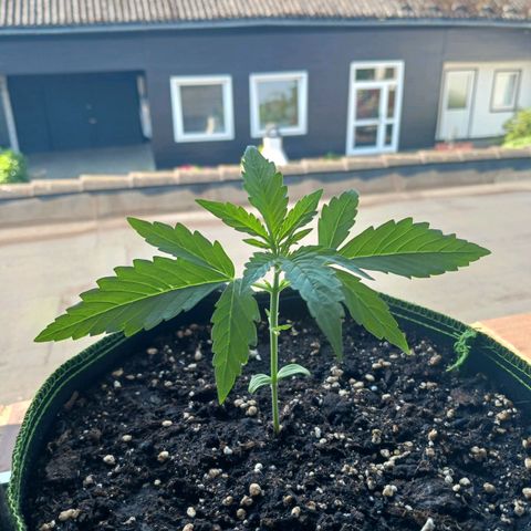 Chocolate Mint O.G.  #SpiderFarm          #Auto  growlog timeline photo