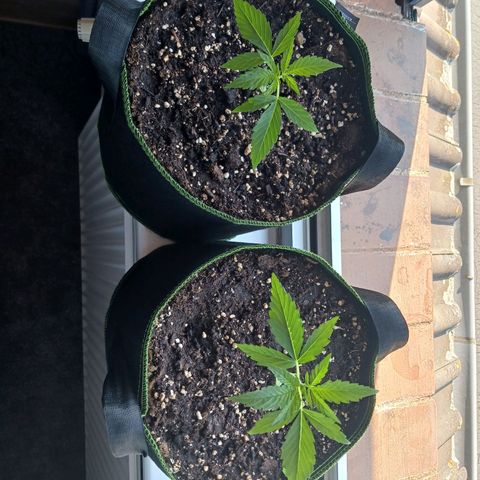 Chocolate Mint O.G.  #SpiderFarm          #Auto  growlog timeline photo