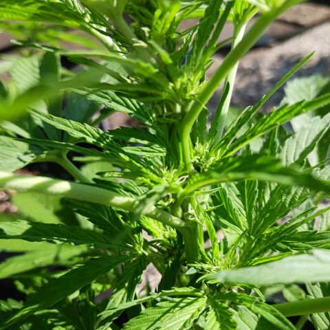 Banana Kush Cake #Automatic growlog timeline photo