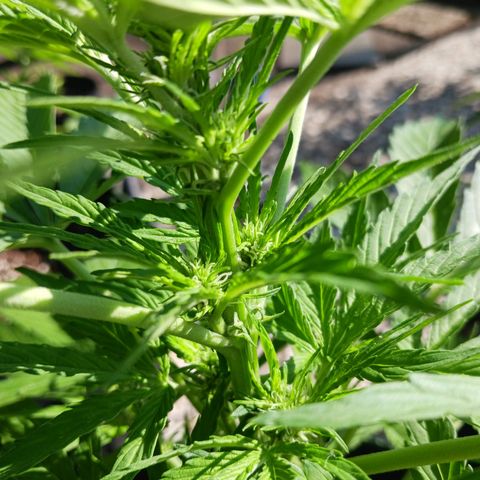 Banana Kush Cake #Automatic growlog timeline photo