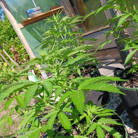 Banana Kush Cake #Automatic growlog timeline photo