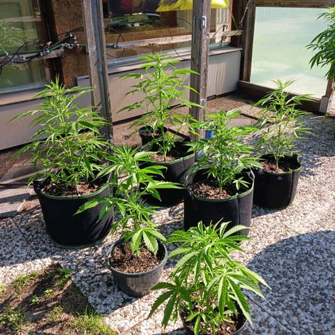 Banana Kush Cake #Automatic growlog timeline photo