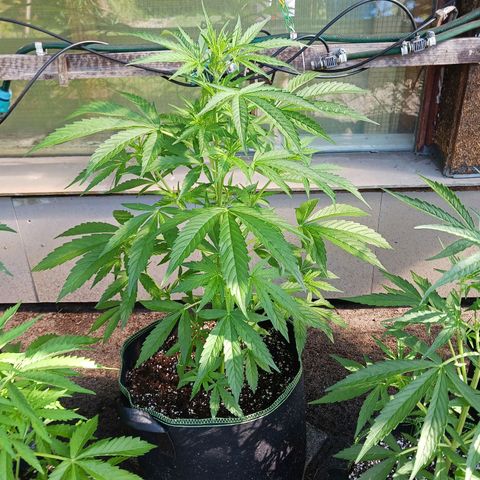 Banana Kush Cake #Automatic growlog timeline photo