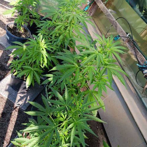 Banana Kush Cake #Automatic growlog timeline photo