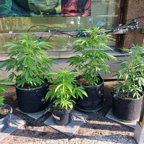 Banana Kush Cake #Automatic growlog timeline photo
