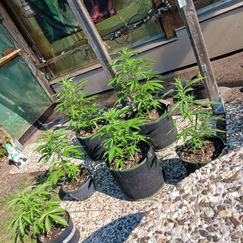 Banana Kush Cake #Automatic growlog timeline photo