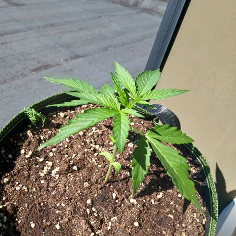 Chocolate Mint O.G.  #SpiderFarm          #Auto  growlog timeline photo
