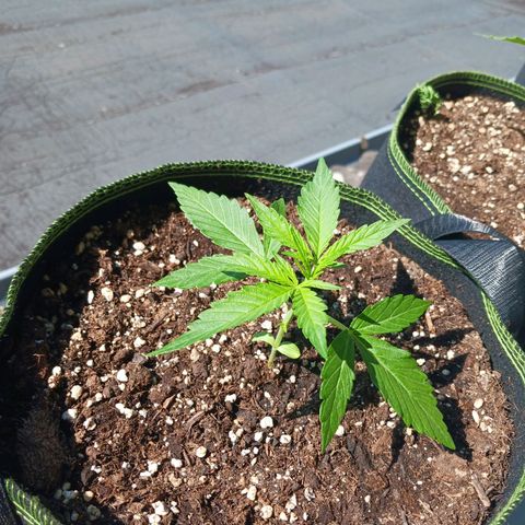 Chocolate Mint O.G.  #SpiderFarm          #Auto  growlog timeline photo