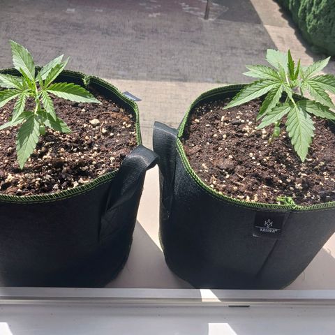 Chocolate Mint O.G.  #SpiderFarm          #Auto  growlog timeline photo