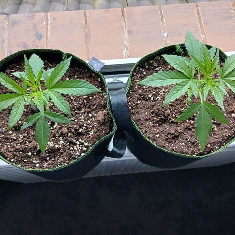 Chocolate Mint O.G.  #SpiderFarm          #Auto  growlog timeline photo