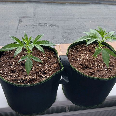 Chocolate Mint O.G.  #SpiderFarm          #Auto  growlog timeline photo