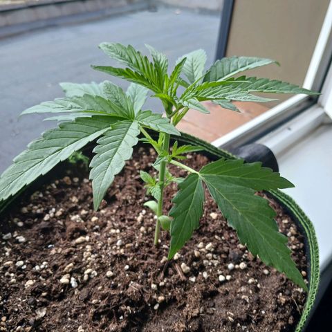 Chocolate Mint O.G.  #SpiderFarm          #Auto  growlog timeline photo
