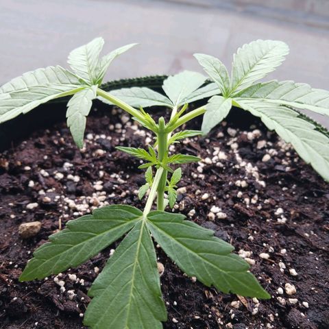 Chocolate Mint O.G.  #SpiderFarm          #Auto  growlog timeline photo