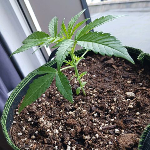 Chocolate Mint O.G.  #SpiderFarm          #Auto  growlog timeline photo