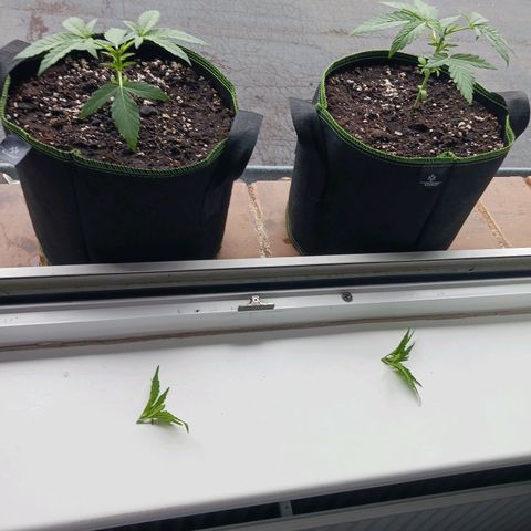 Chocolate Mint O.G.  #SpiderFarm          #Auto  growlog timeline photo