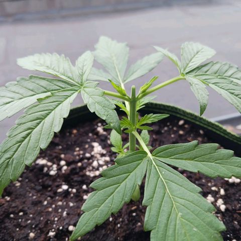 Chocolate Mint O.G.  #SpiderFarm          #Auto  growlog timeline photo