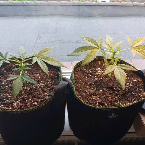 Chocolate Mint O.G.  #SpiderFarm          #Auto  growlog timeline photo