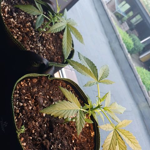 Chocolate Mint O.G.  #SpiderFarm          #Auto  growlog timeline photo