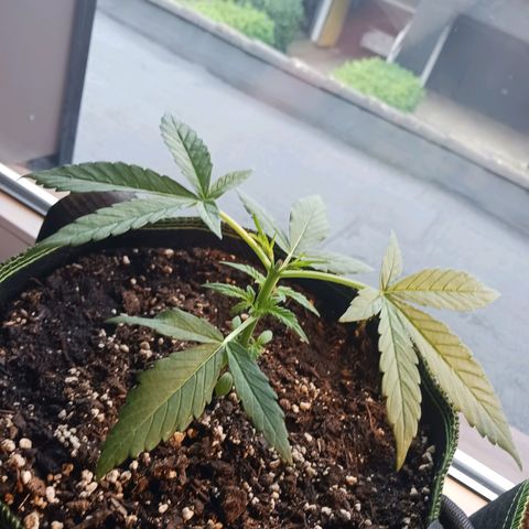 Chocolate Mint O.G.  #SpiderFarm          #Auto  growlog timeline photo