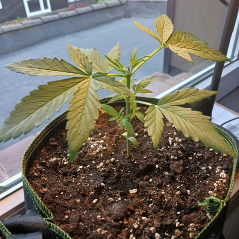 Chocolate Mint O.G.  #SpiderFarm          #Auto  growlog timeline photo