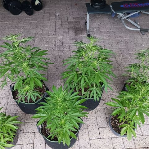 Banana Kush Cake #Automatic growlog timeline photo