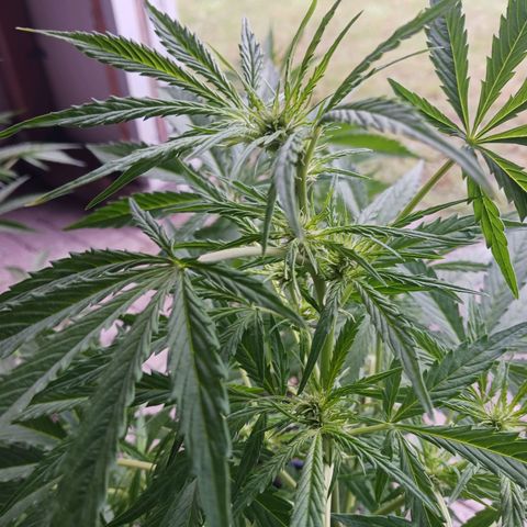 Banana Kush Cake #Automatic growlog timeline photo