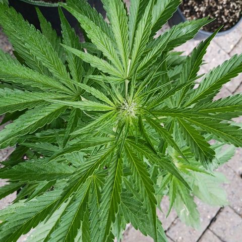 Banana Kush Cake #Automatic growlog timeline photo