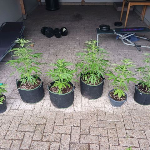Banana Kush Cake #Automatic growlog timeline photo