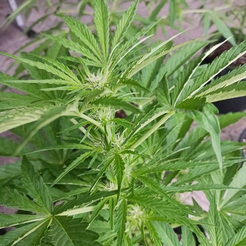 Banana Kush Cake #Automatic growlog timeline photo