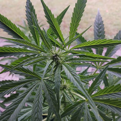 Banana Kush Cake #Automatic growlog timeline photo