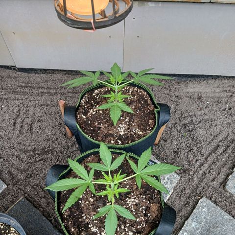 Chocolate Mint O.G.  #SpiderFarm          #Auto  growlog timeline photo