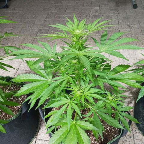 Banana Kush Cake #Automatic growlog timeline photo