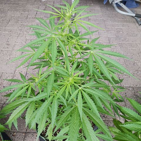 Banana Kush Cake #Automatic growlog timeline photo