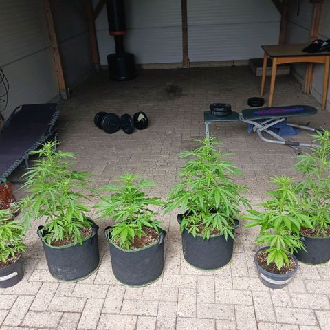 Banana Kush Cake #Automatic growlog timeline photo