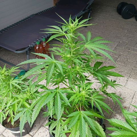 Banana Kush Cake #Automatic growlog timeline photo