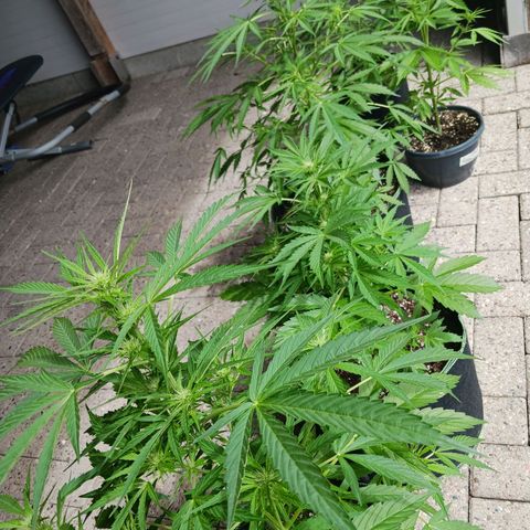 Banana Kush Cake #Automatic growlog timeline photo