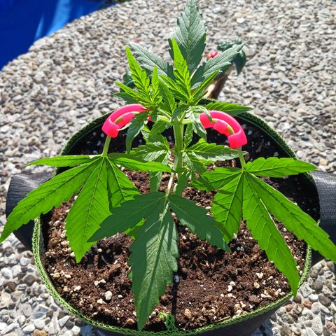 Chocolate Mint O.G.  #SpiderFarm          #Auto  growlog timeline photo