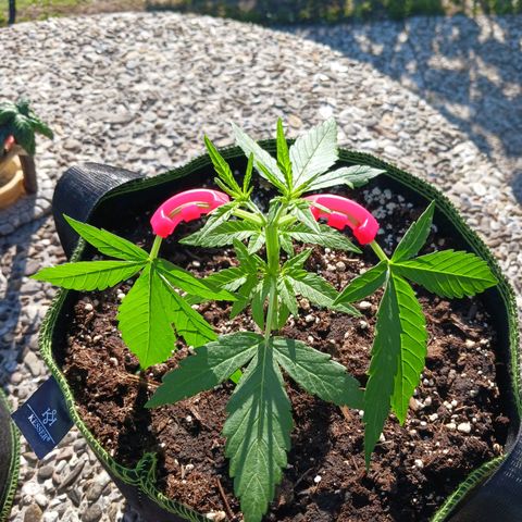Chocolate Mint O.G.  #SpiderFarm          #Auto  growlog timeline photo
