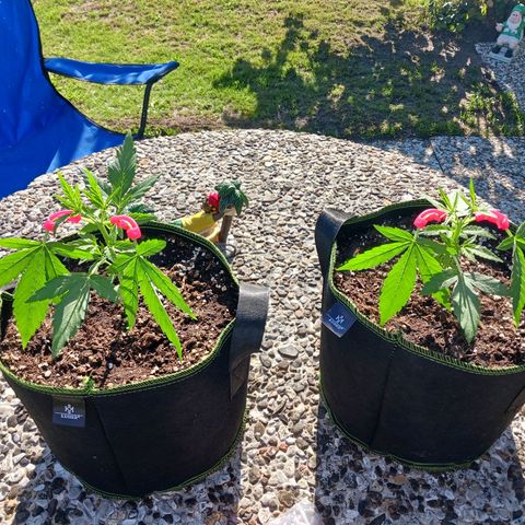 Chocolate Mint O.G.  #SpiderFarm          #Auto  growlog timeline photo