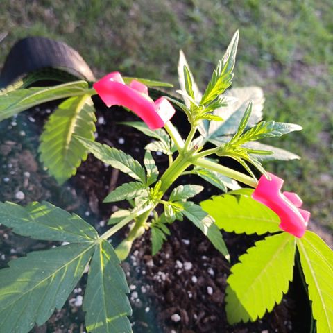 Chocolate Mint O.G.  #SpiderFarm          #Auto  growlog timeline photo