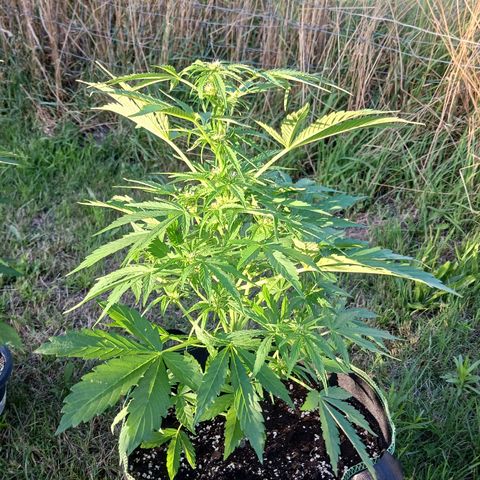 Banana Kush Cake #Automatic growlog timeline photo