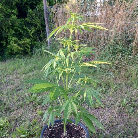 Banana Kush Cake #Automatic growlog timeline photo