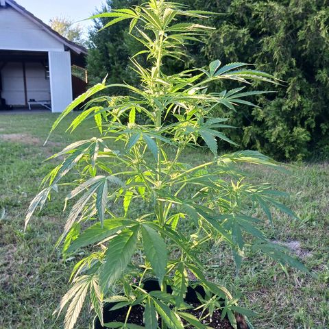 Banana Kush Cake #Automatic growlog timeline photo