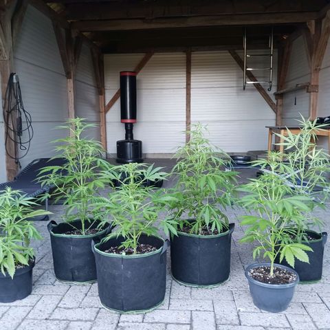 Banana Kush Cake #Automatic growlog timeline photo