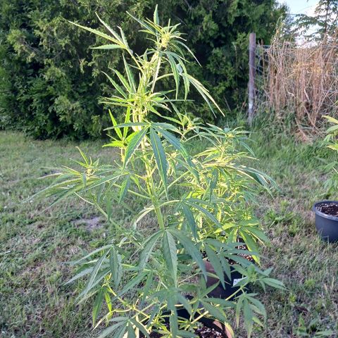 Banana Kush Cake #Automatic growlog timeline photo